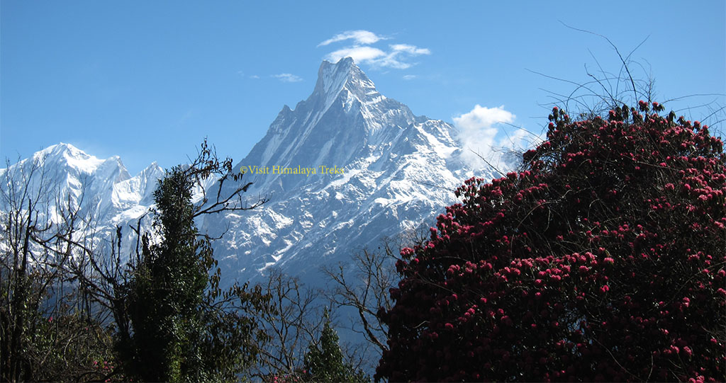 Mount Fishtail view with Blooming Rhorodrendrone flowers.