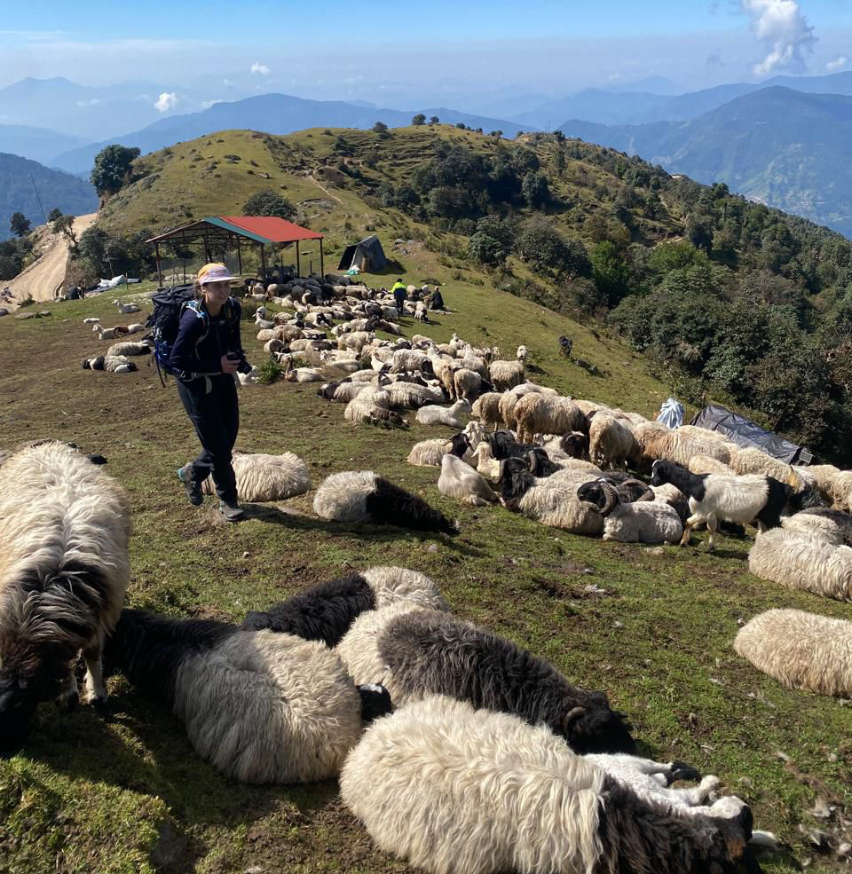 Sheep grazing en route to Manaslu Circuit Trek