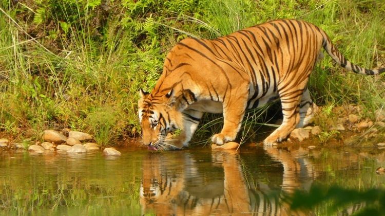 Bardiya National Park 4N 5D Tour