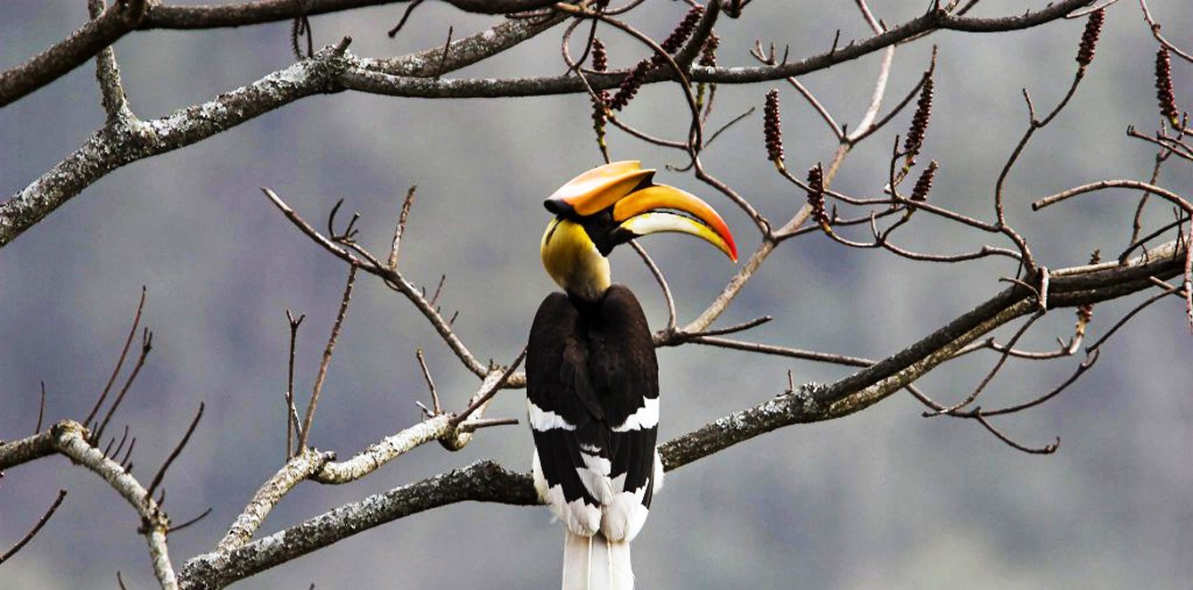 Bhutan Bird Watching Tour