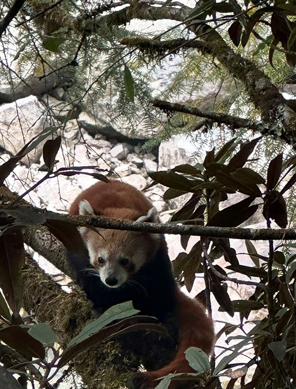 Red Panda seen near Olangchung Gola Village