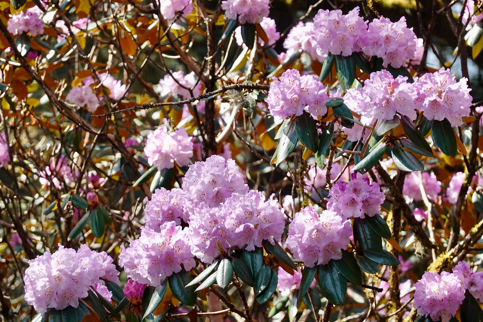 Blooming Rhododendron flowers