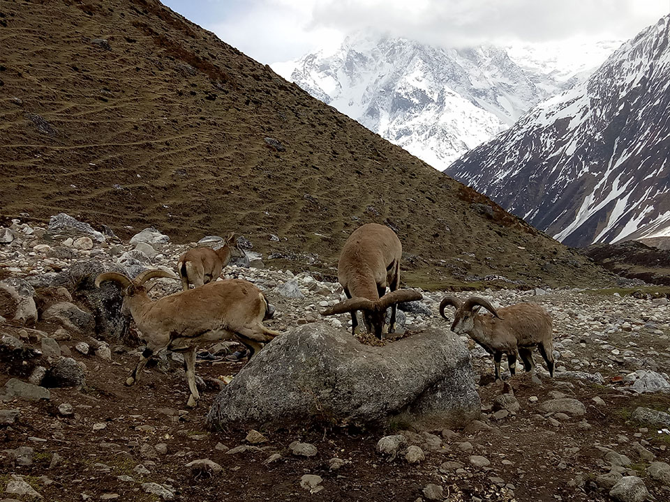 Wild Animal seen during the Manaslu Circuit Trek