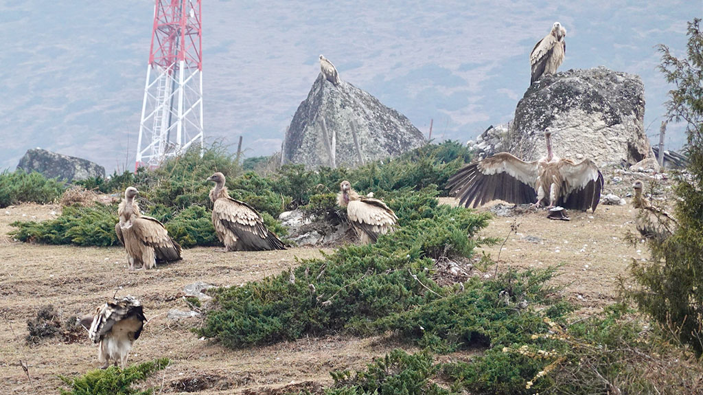 White rumped Vultures tsum Valley 