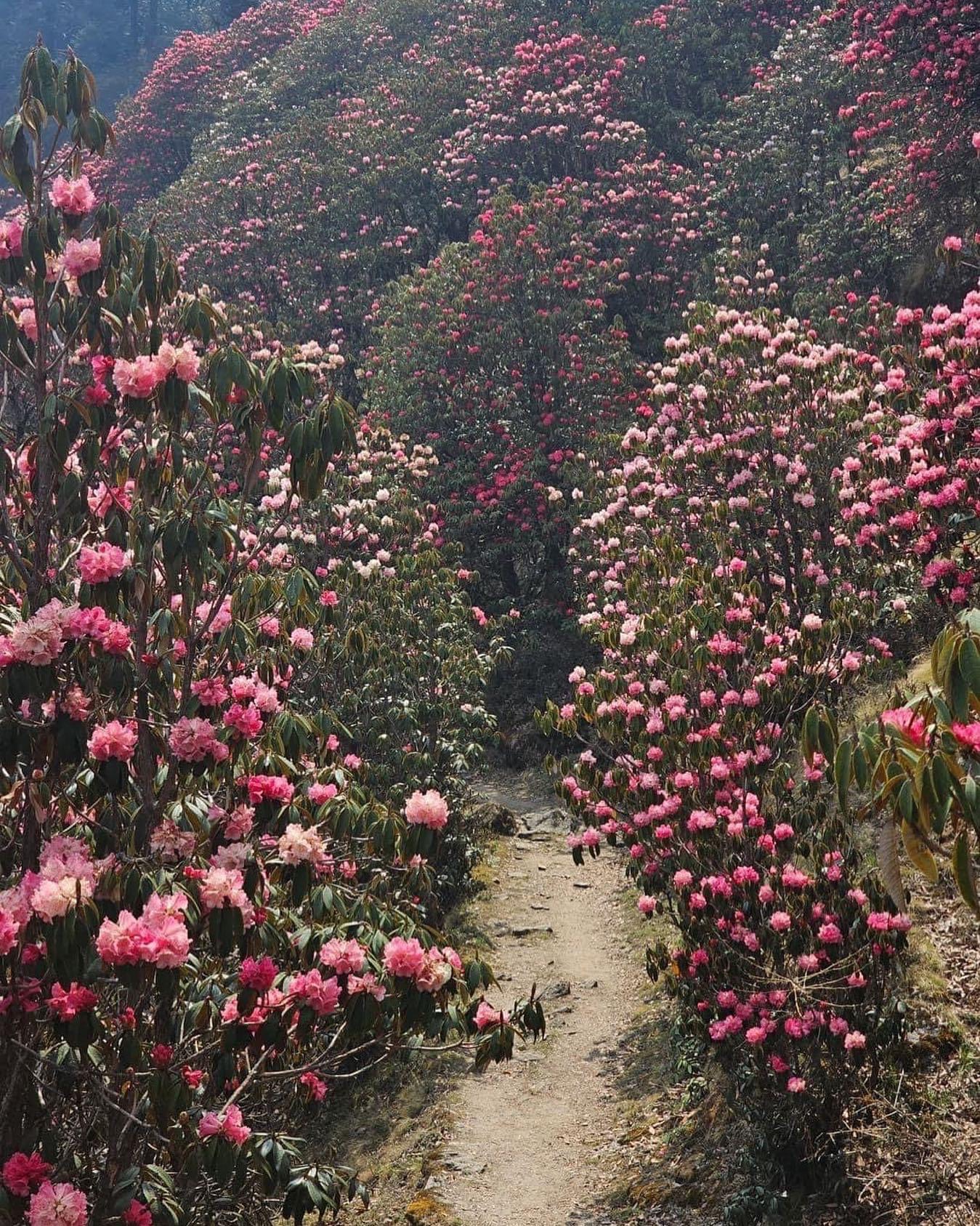 Blooming Rhododendrons flowers en route to Pikey peak Trekking