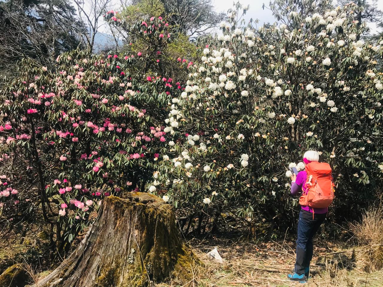 A vibrant rhododendron flower blooms along the trail to Pikey Peak Trekking in Nepal during March and April.